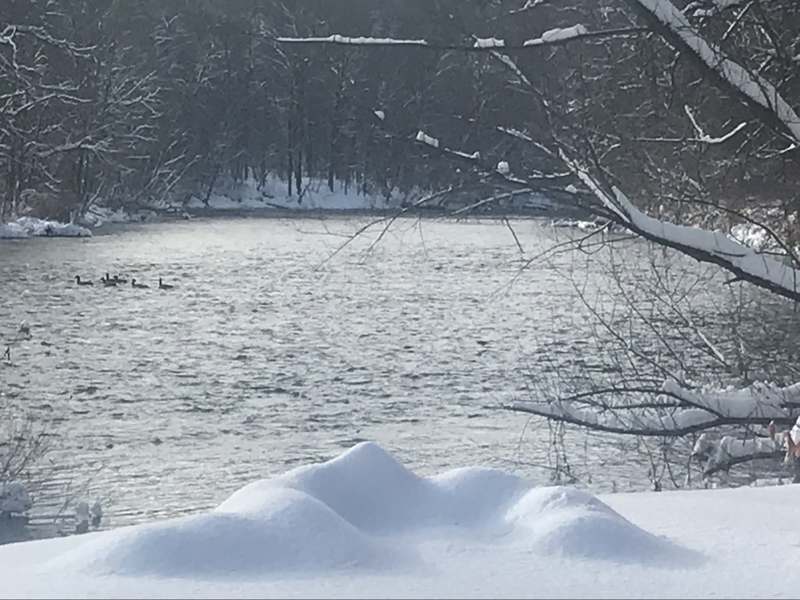 Ducks on the Battenkill River in winter, with snow-covered banks and bare snowy branches